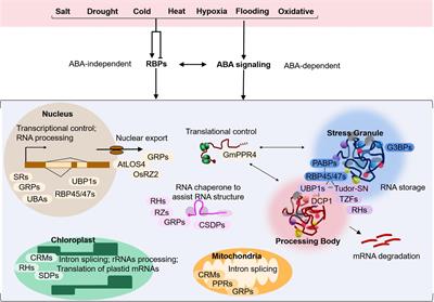 Frontiers | RNA-Binding Proteins: The Key Modulator In Stress Granule ...